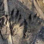 Strange tracks have California park rangers baffled and more news