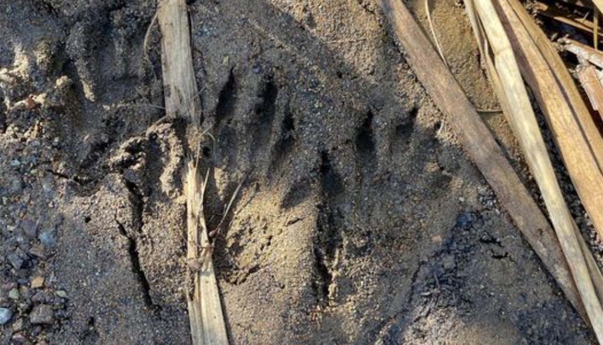 Strange tracks have California park rangers baffled and more news ...